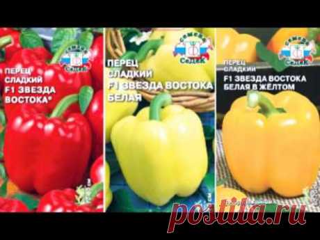 ОБЗОР СОРТОВ ПЕРЦА СЛАДКОГО - YouTube