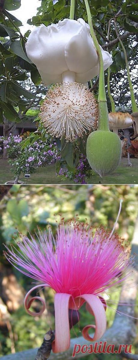 А вот так цветет дерево Баобаб (Фото).