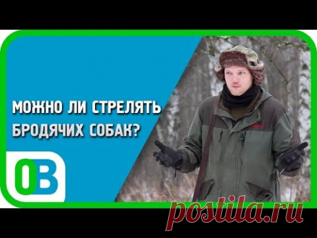 Охотовед-Ответ #10: Можно ли стрелять бродячих собак?
