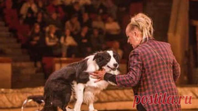 В Росгосцирке назвали причину увольнения 15 собак из московского цирка. Дрессировщица московского цирка "Радуга" заявила, что учреждение убирает из репертуара ее номер и собирается сократить 15 дрессированных собак. В Росгосцирке "Газете.Ru" заявили, что выступление было решено ...