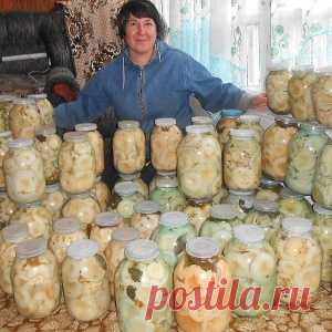 Бабушкины рецепты засолки груздей