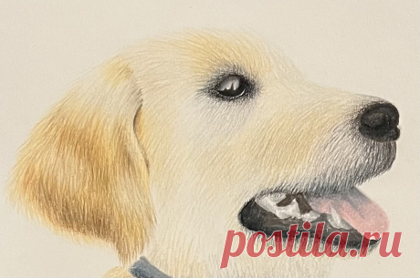 Dog Claire Shao - Beginner Prismacolor Premier Pencils 9in x 12in Strathmore Colored Pencil Paper