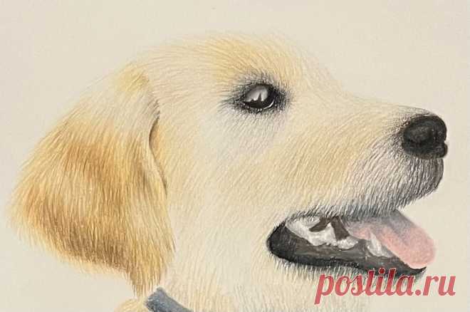 Dog Claire Shao - Beginner Prismacolor Premier Pencils 9in x 12in Strathmore Colored Pencil Paper