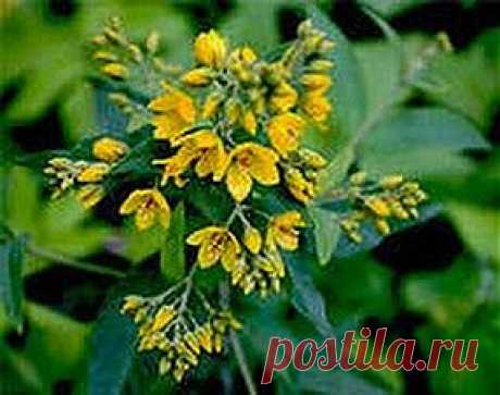 Зверобой – за здоровье горой! | Друг пенсионера
Мой рецепт очень прост и доступен всем. Думаю, что многие люди страдают от проблем с пищеварительной системой. Для меня проблемы с желудком стали настоящей бедой.