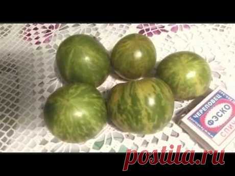 Восхитительный и уникальный сорт томата - Зеленая зебра