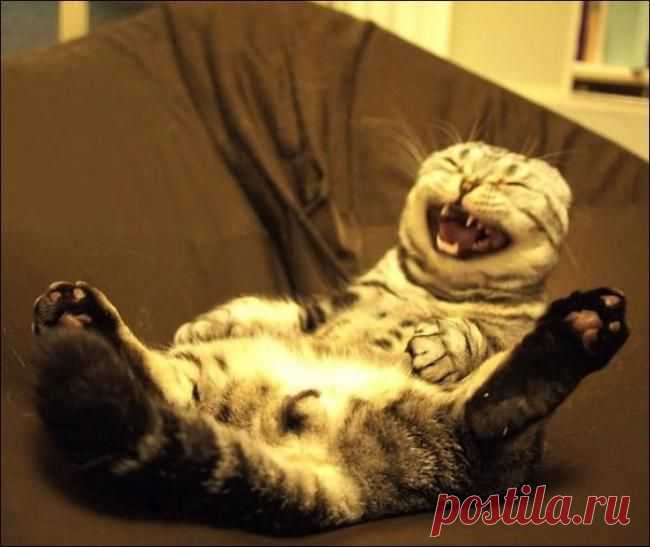 Хохотун-поКОТун!