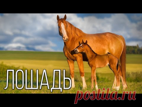 История появления Лошади: Интересные факты про лошадей