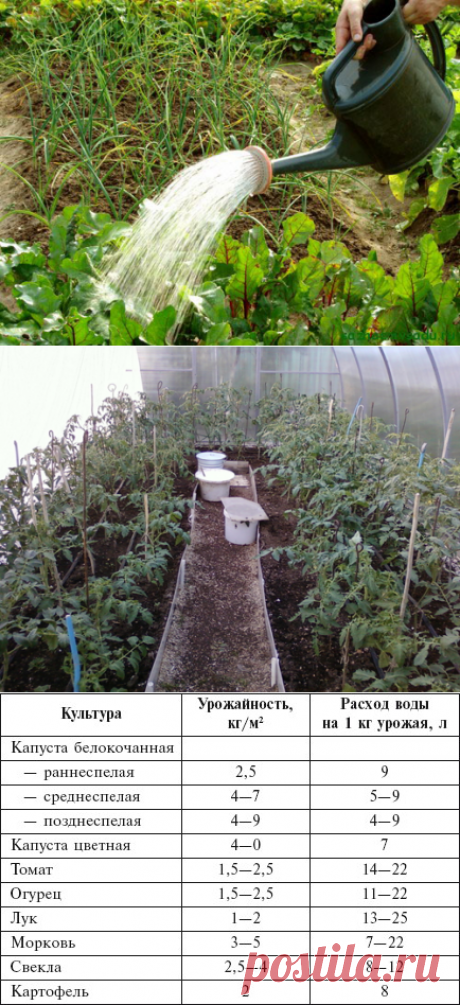 Нормы полива овощей и других огородных и садовых культур и тепличных растений