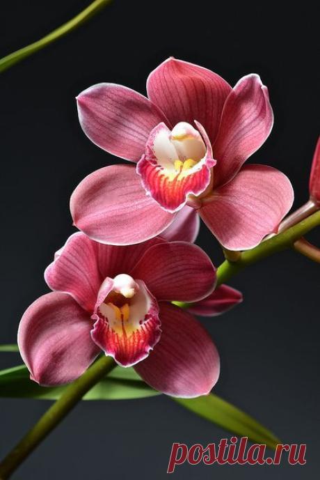 ✯ Cymbidium Royal Red ~ 'Princess Nobuko' | Graziella приколол(а) это к доске Orchidee e phalaenopsis