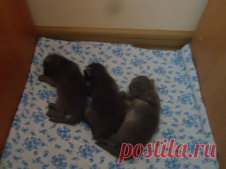 Муркины котята