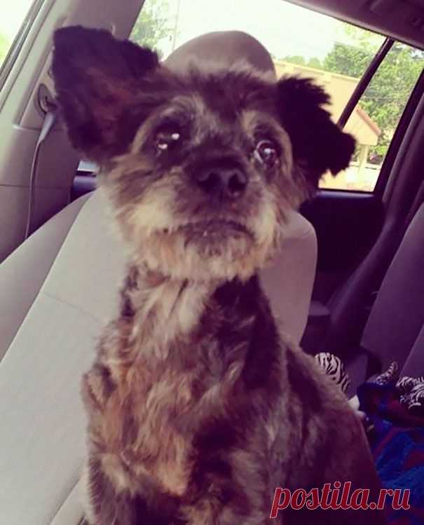 Женщина подарила жизнь умирающей собаке / Питомцы