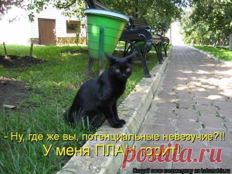 Забавные животные