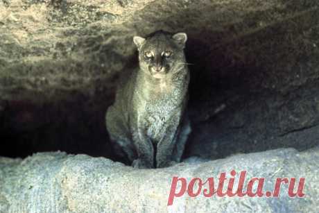 Музей исцеляющих кошек-Фото №11