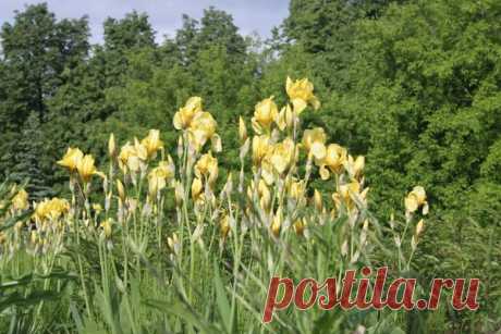 Цветы | Фотографии сергей ефременко | 9668 фото