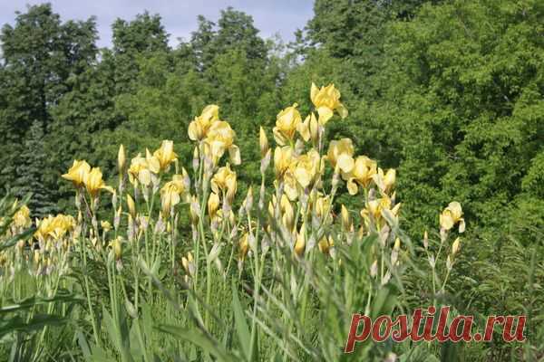 Цветы | Фотографии сергей ефременко | 9668 фото