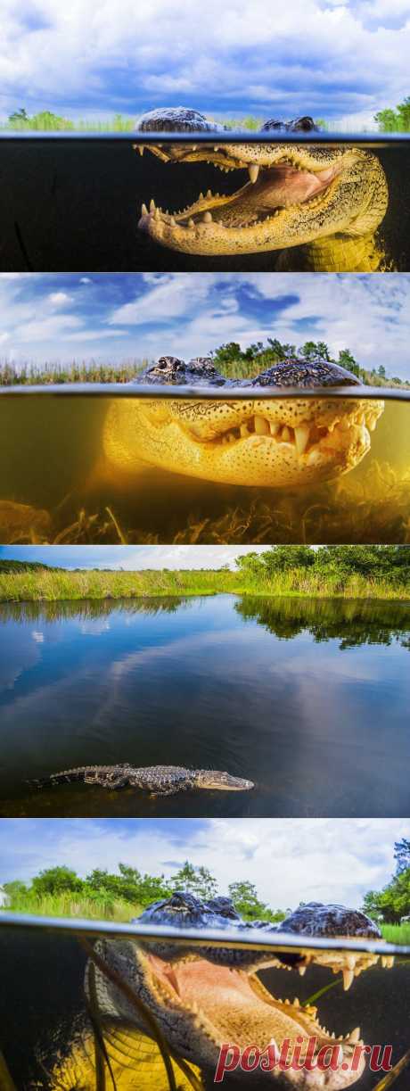 ФотоТелеграф » Аллигатор под водой