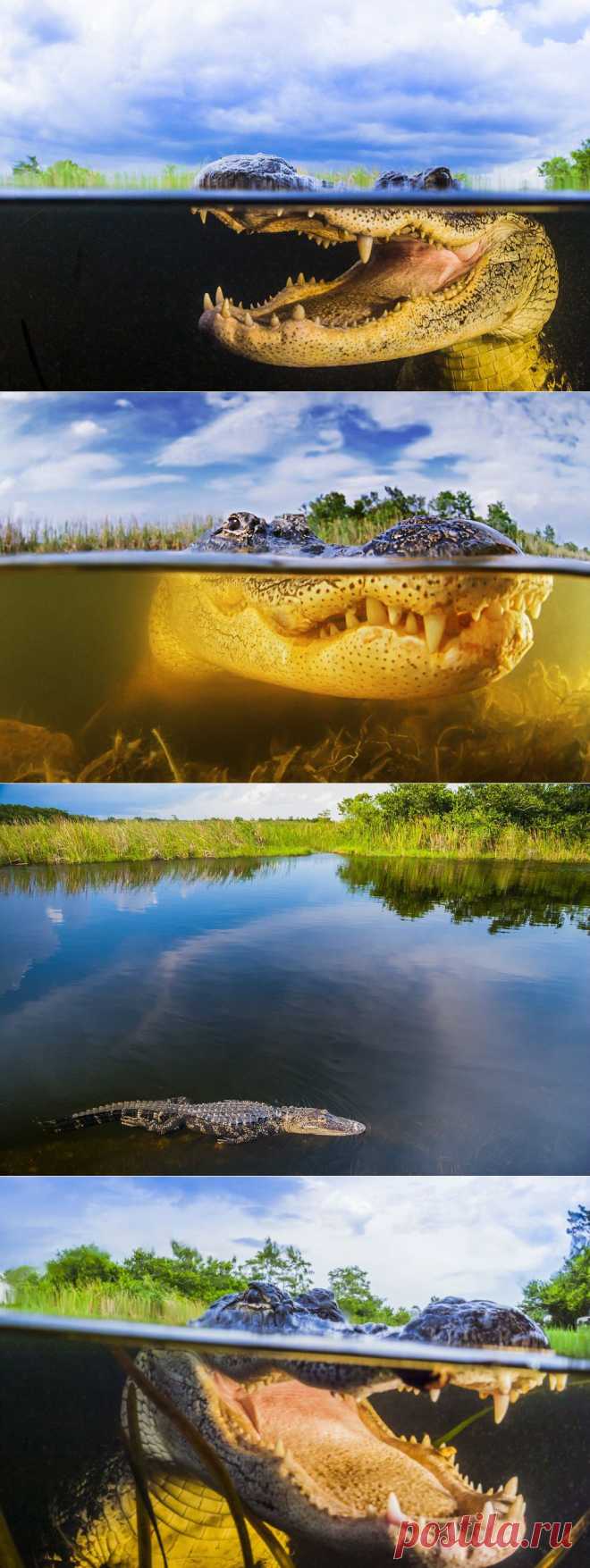 ФотоТелеграф » Аллигатор под водой