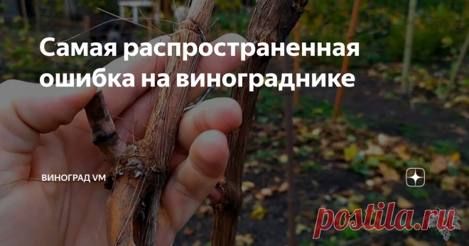 Самая распространенная ошибка на винограднике В сегодняшнем выпуске я хочу поговорить о самой распространенной ошибке, которую совершают как начинающие, так и опытные виноградари.
Данную ошибку чаще всего совершают ранней весной, когда побеги винограда только достали из-под укрытия, и наступило время размещения побегов на виноградной шпалере.