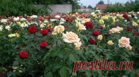 ЧЕРЕНКУЕМ РОЗЫ - 7 ПОЛЕЗНЫХ СОВЕТОВ
Сохраните, чтобы не потерять!