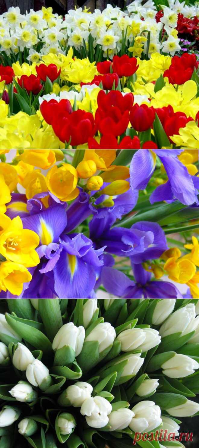 Возьми с души своей поярче краски....