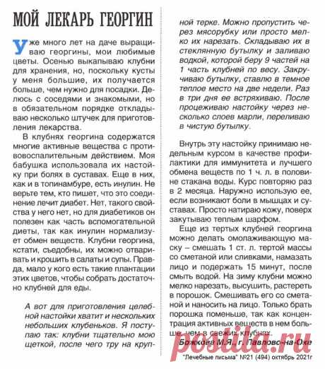 Мой лекарь георгин