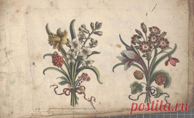 The florist, or, An extensive and curious collection of flowers, for the imitation of young ladies, either in drawing or in needle?workby A. Heckle. : Heckel, Augustin, : Free Download, Borrow, and Streaming : Internet Archive