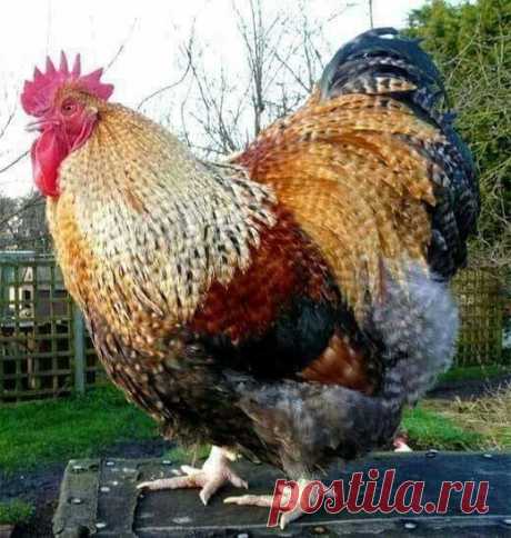 🎋Пусть Новый год у всех будет такой же красивый,здоровый и пестрый)))