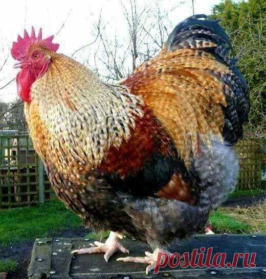 🎋Пусть Новый год у всех будет такой же красивый,здоровый и пестрый)))