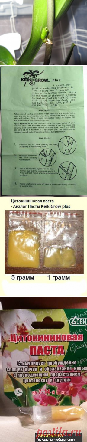 Размножение орхидеи цитокининовой пастой