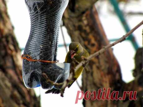 Простой вариант кормушки для сада из полторашки