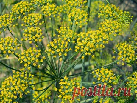 Укроп взойдет через 3 дня! Бабушкина хитрый метод | Дачный сезон | Яндекс Дзен