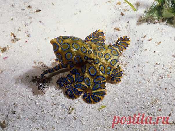 Запомните, как выглядит этот милый малыш. Противоядия от его укуса нет.