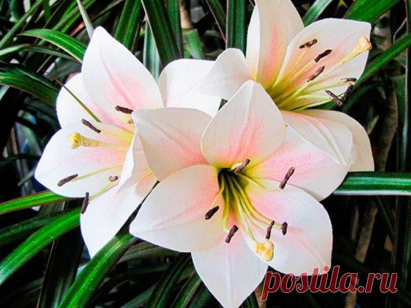 👌 Цветы из бумаги 5 мастер-классов, увлечения и хобби Я — классный руководитель добрых, озорных и очнеь креативных детишек. Они любят придумывать что-то интересное, делать поделки из разных материалов. У нас в классе есть не совсем об...