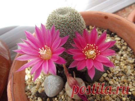 Rebutia Doncella oscura | Pinterest • Всемирный каталог идей