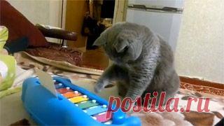 Новое видео с животными - Cмотреть смешное видео, подборки неудач, видео приколы, играть флэш игры онлайн, просматривать смешные и интересные картинки абсолютно бесплатно