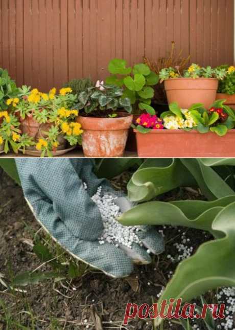 сообщение НАШ_САД : АЗОТ ДЛЯ РАСТЕНИЙ. КАК УЗНАТЬ И ВЫЛЕЧИТЬ ДЕФИЦИТ АЗОТА и других микроэлементов? (12:54 12-09-2014) [901126/336683144] - natasha_5656@mail.ru - Почта Mail.Ru