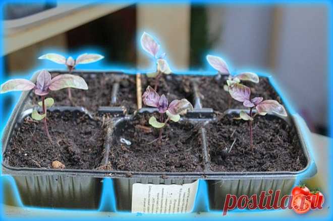 Жена узнала у соседки, как у нее так быстро растет базилик. Секретный способ посева | Дачник-удачник | Яндекс Дзен