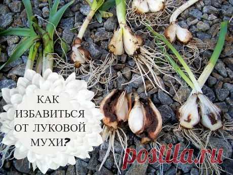 ЛУКОВАЯ МУХА - КАК БОРОТЬСЯ С ВРЕДИТЕЛЕМ?  
Значительный вред декоративным многолетним лукам наносят личинки луковой мухи. Личинки повреждают корни растений: они прямиком направляются к донцам головок, внедряются в мякоть лука и начинают выедать ее изнутри.  Сами мухи несколько крупнее домашних мух. 

Как же защитить лук от нашествия этого вредителя и не дать ему ни единого шанса на победу? 

 Самым простой и эффективный метод борьбы с луковой мухой — это регулярное опудри...