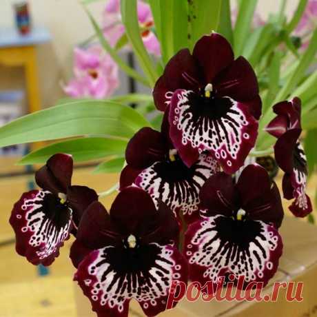 Комнатное растение Милтония (Miltonia). Милтонии - непростые для выращивания в комнатных условиях орхидеи. Они чувствительны к незначительным колебаниям температуры, и поэтому выращивать их рекомендуется только в &quot;тропических окнах&quot; с контролируемым температурным режимом. Цветение обычно происходит дважды в год - в начале лета и осенью. Диаметр цветков может достигать 10 см. Среди множества разновидностей милтоний наиболее популярны формы с белыми цветками.