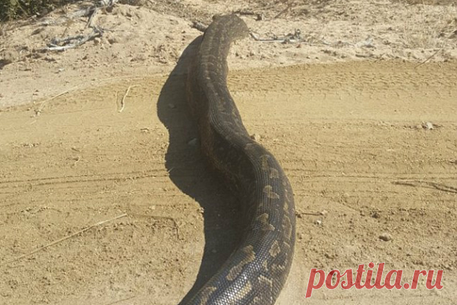 Водитель увидел длинное бревно, которое оказалось огромным питоном