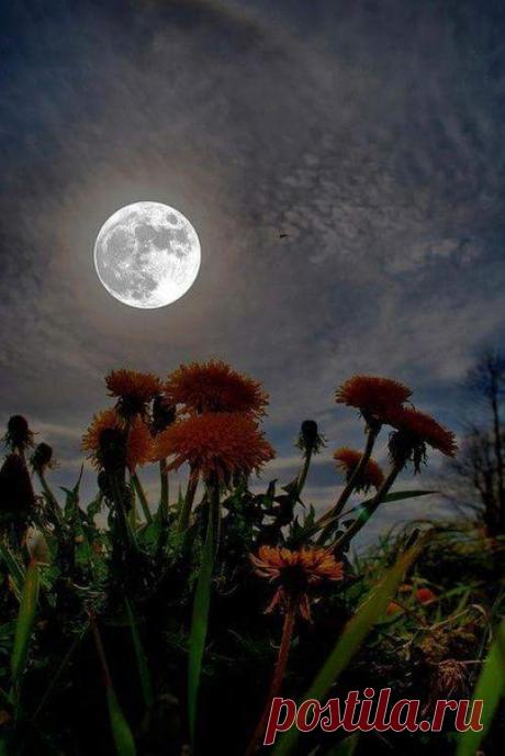 Спокойной ночи, милые друзья!