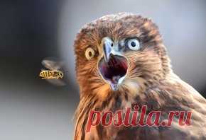 Обои животные, картинки животных на рабочий стол , 13-я страница просмотра.