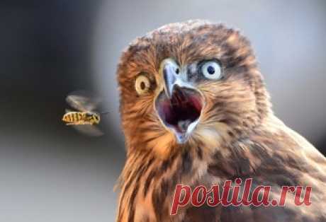 Обои животные, картинки животных на рабочий стол , 13-я страница просмотра.