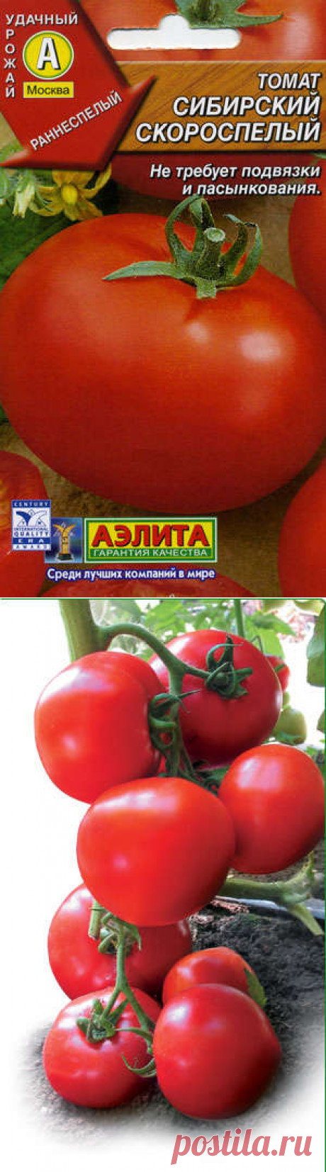 Детерминантный сорт помидоров сибирской селекции для теплиц и открытого грунта