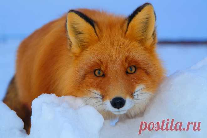 Картинки с рыжей лисицей в природе ( 155 картинок )