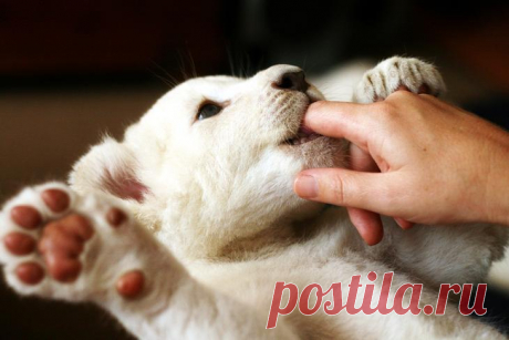 Белый лев – легенда африканских племен