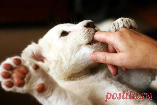 Белый лев – легенда африканских племен