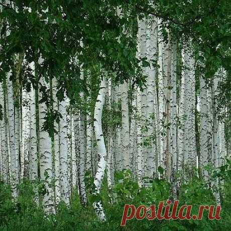 (50) Одноклассники
