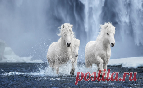 Лошади в фотографиях Дрю Доггетта &amp;raquo; Женский Мир