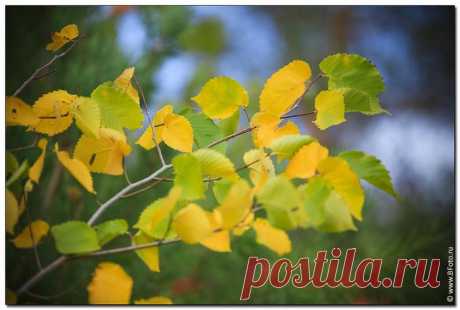 Подскажет Осень...